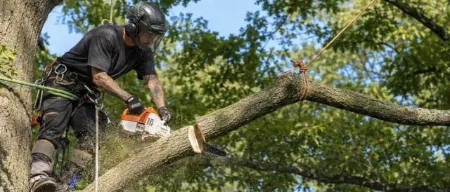 Bannière : Cainsville Tree Service